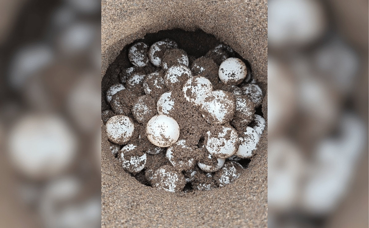 100 “pawikan” eggs found along Tayabas Bay shores in Quezon