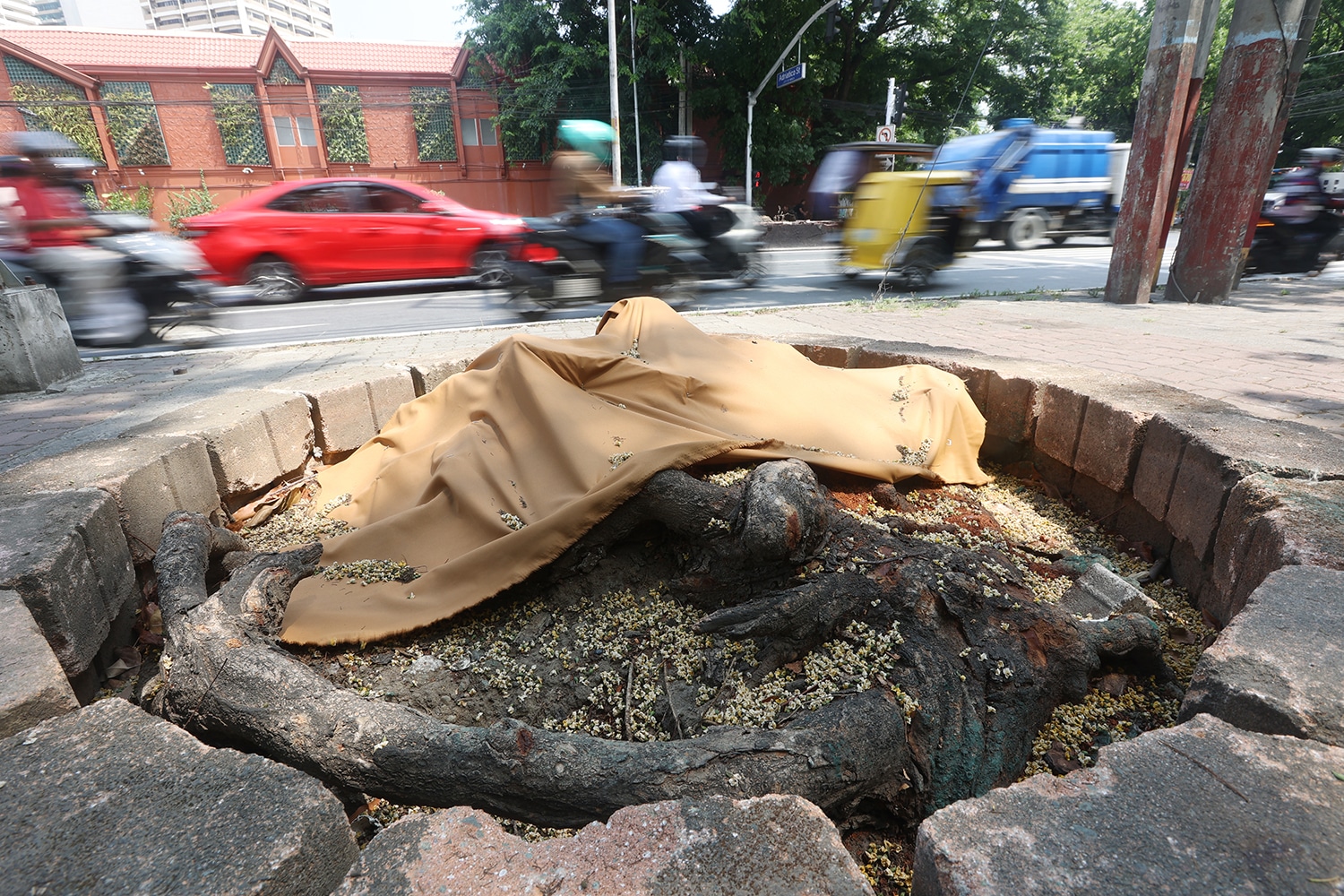 DENR probes contractors in earth-balling of trees on Roxas Blvd.
