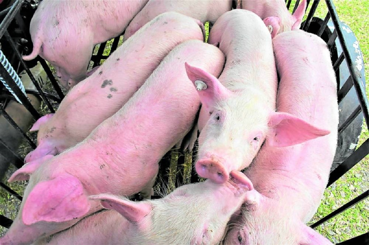Imported pork flooding North Cotabato ‘killing’ local hog industry