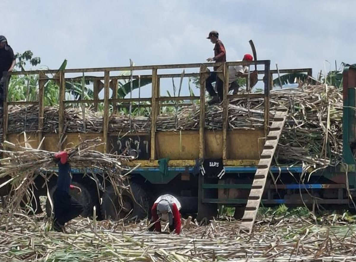 Planters, labor groups decry low sugar prices