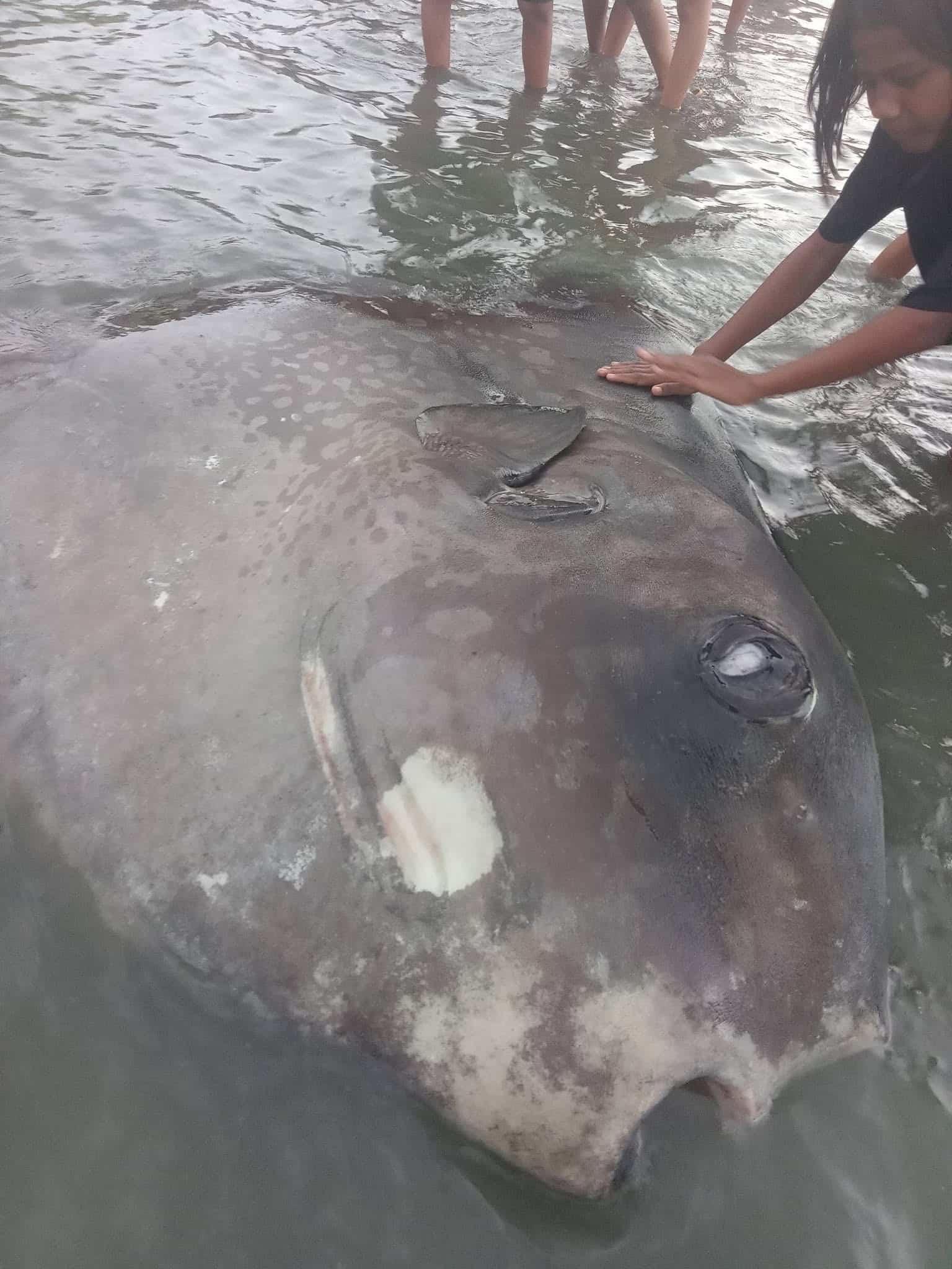Dead sunfish found in Iloilo as cop admits to firing shots