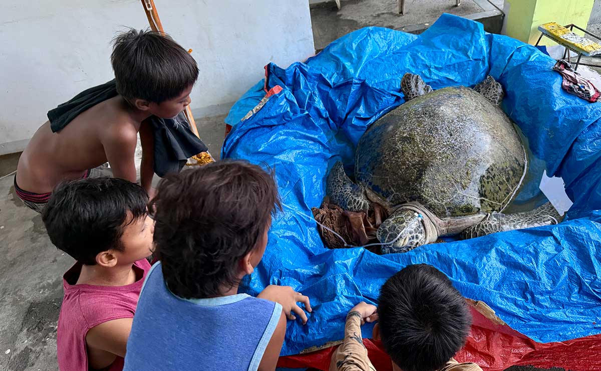 About 50-year-old ‘pawikan’ rescued in Albay