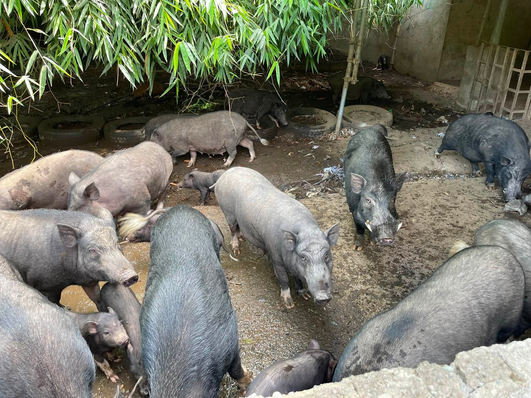 Tuguegarao LGU orders pig relocation over foul odor