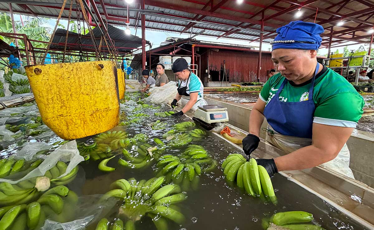 Davao banana industry links farms to Asian markets