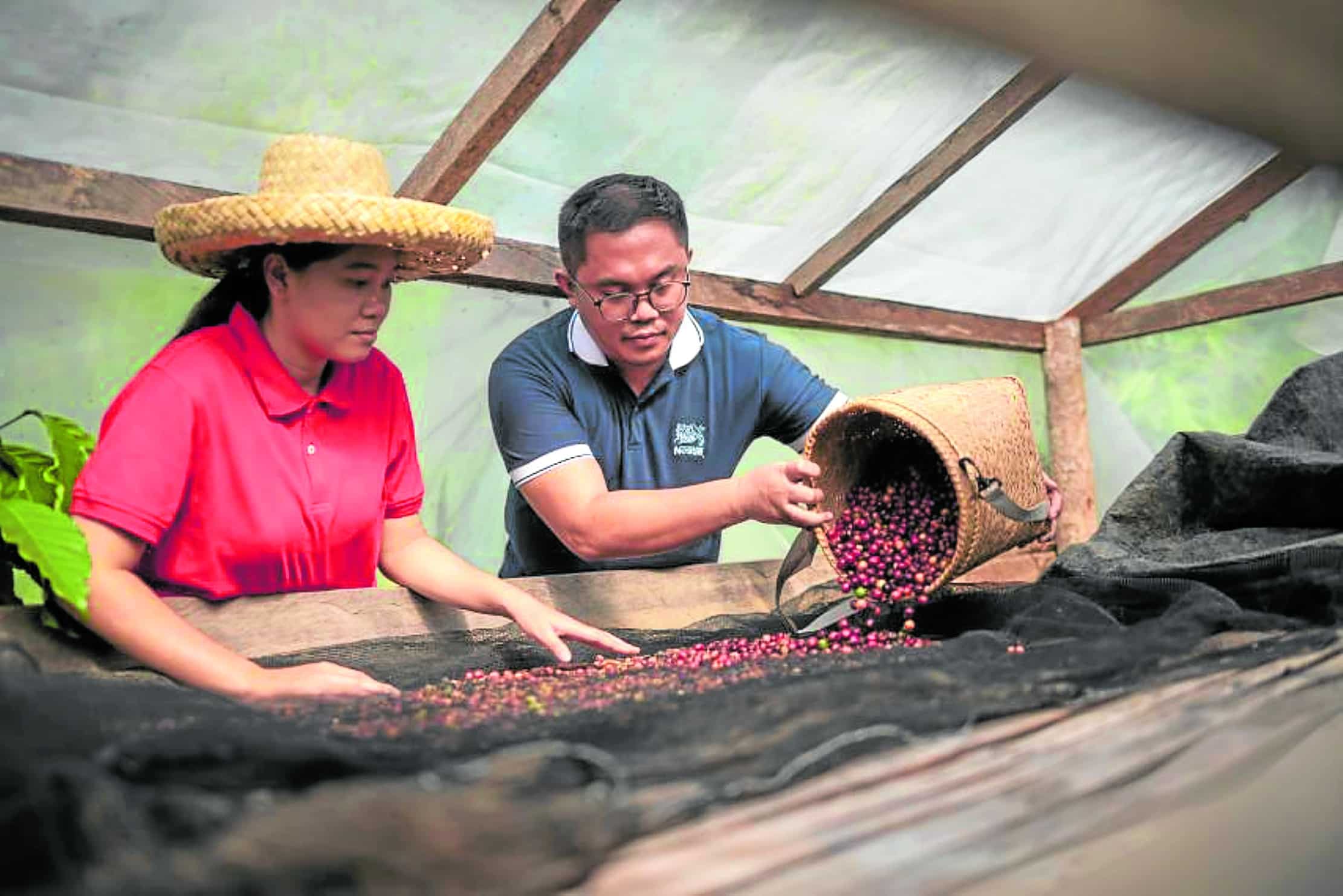 Can the Philippines grow its way to coffee self-sufficiency?