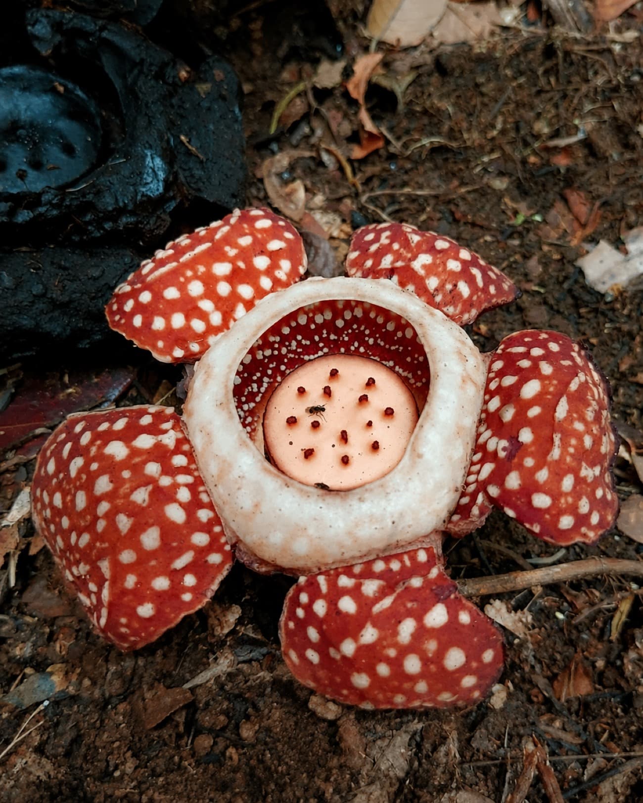 Rare Samar Rafflesia rediscovered in protected forest after 15 years