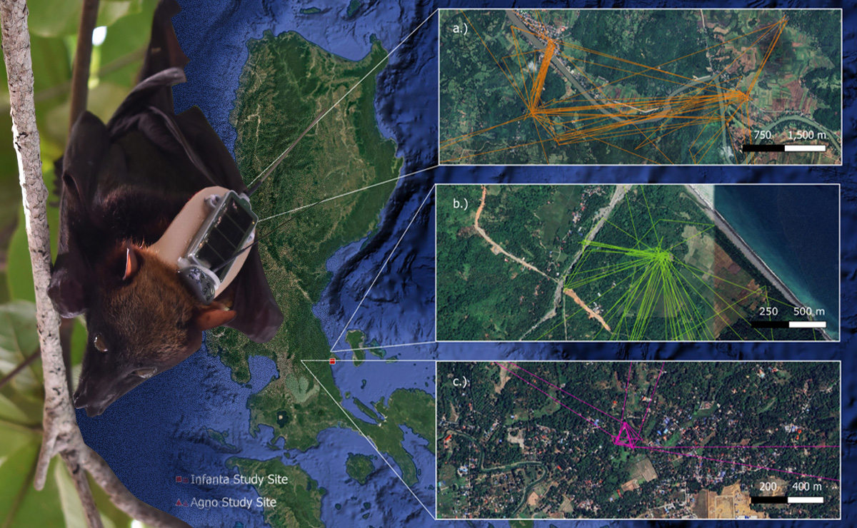 Study maps flying fox movements across Luzon