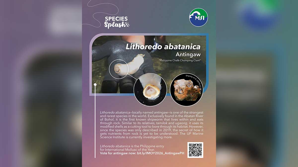 Bohol’s ‘antingaw’ vies for International Mollusc of the Year 2026