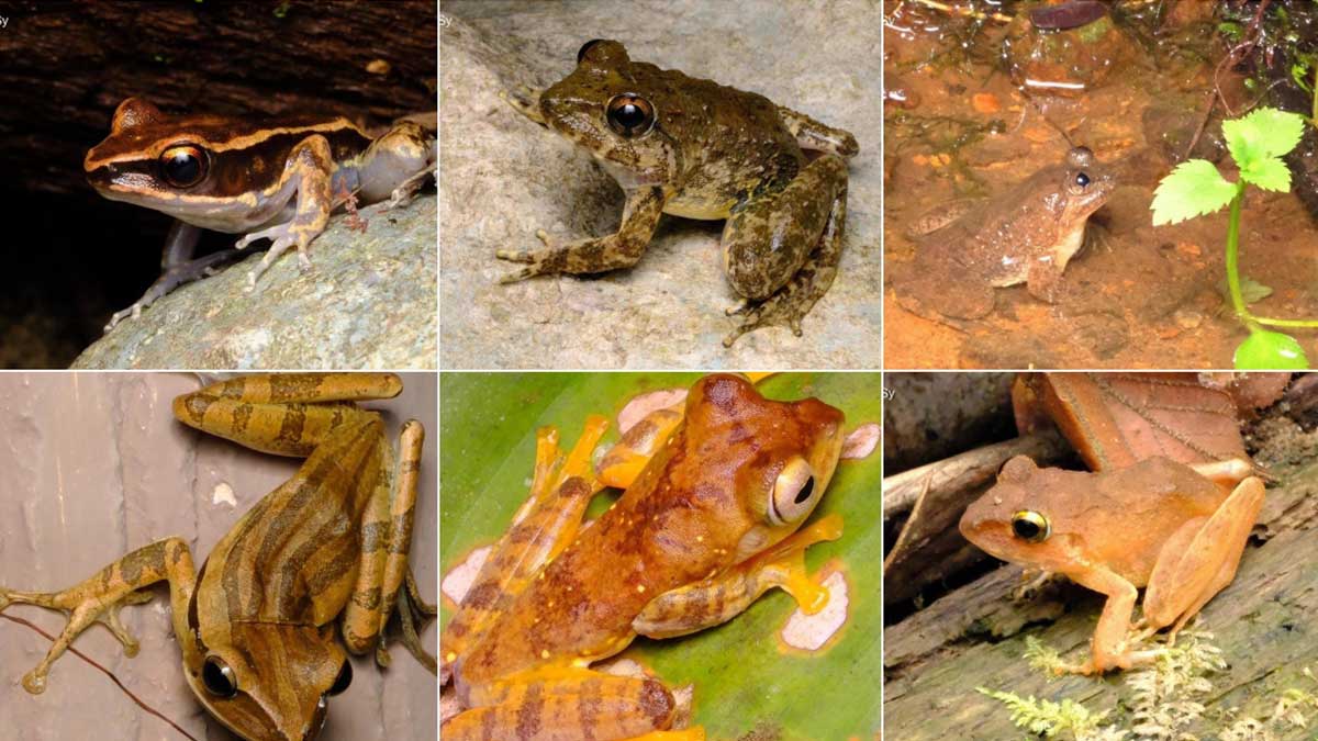 Diverse frogs, reptiles documented in Apayao amid conservation efforts