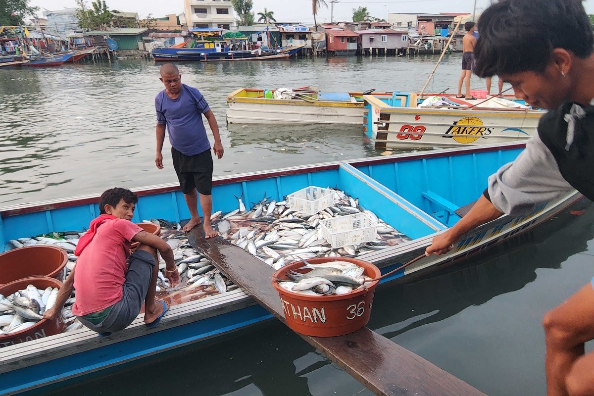 Erratic weather harmful to Pangasinan ‘bangus’