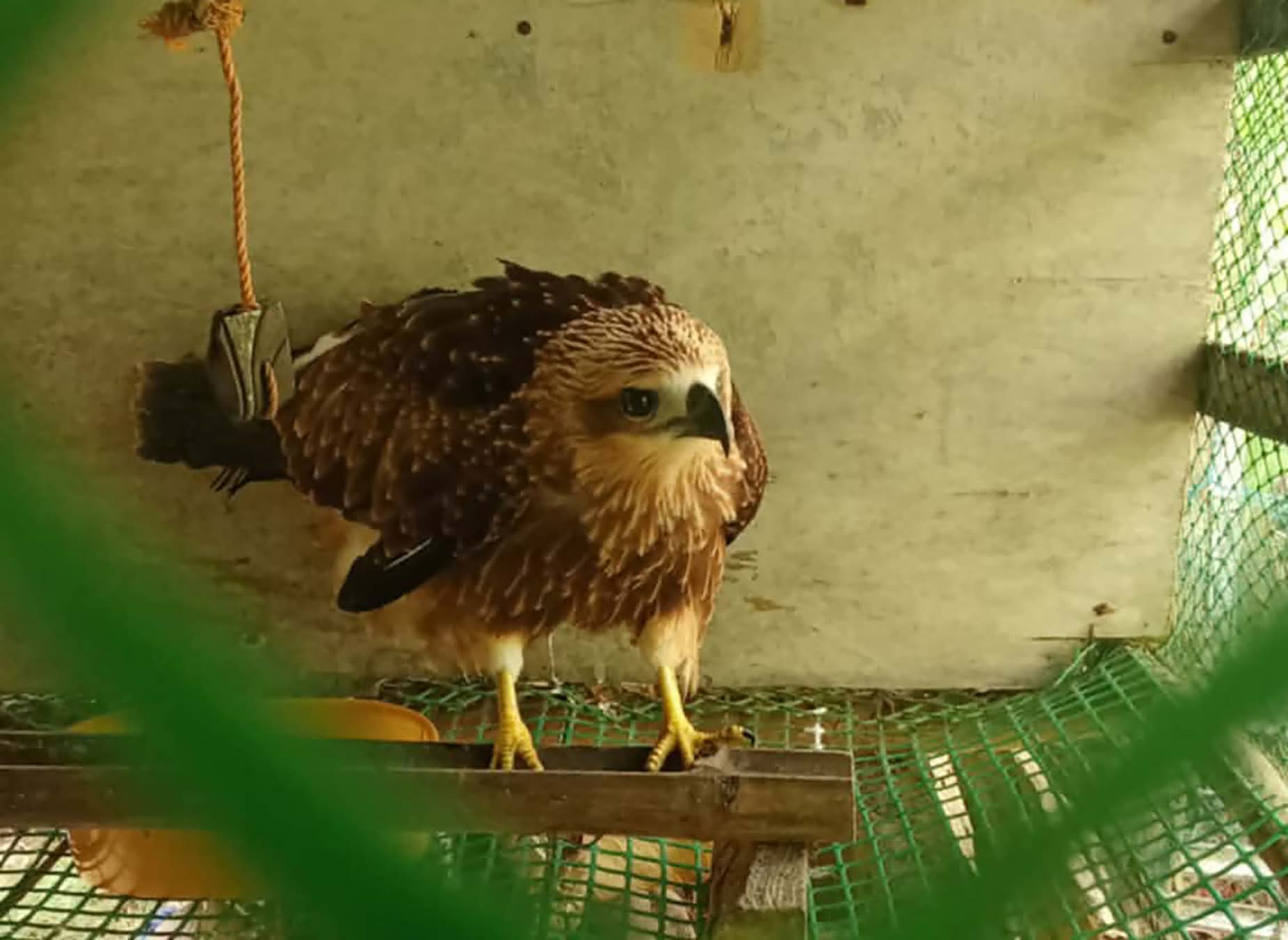 Juvenile Brahminy Kite eagle rescued in Zamboanga del Norte