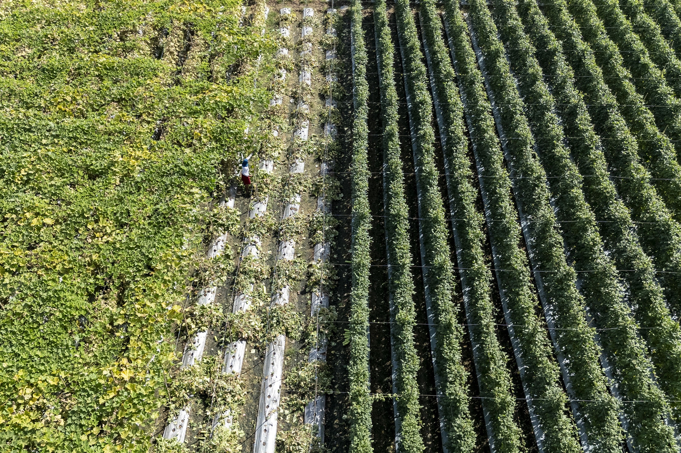 Farmers group tells Palace: Include us in crisis committee