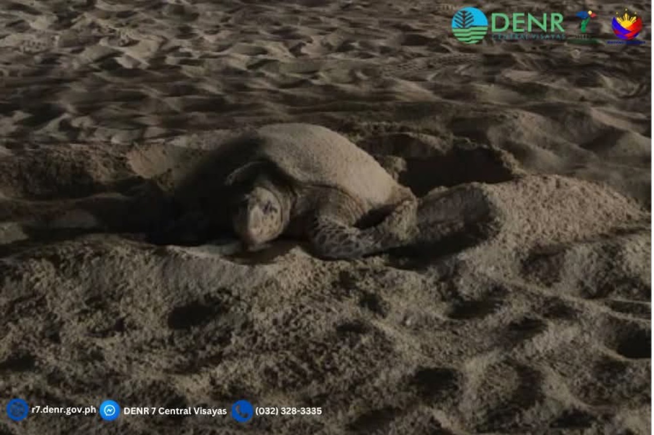 DENR: Green sea turtle nesting in Panglao signals healthy ecosystem