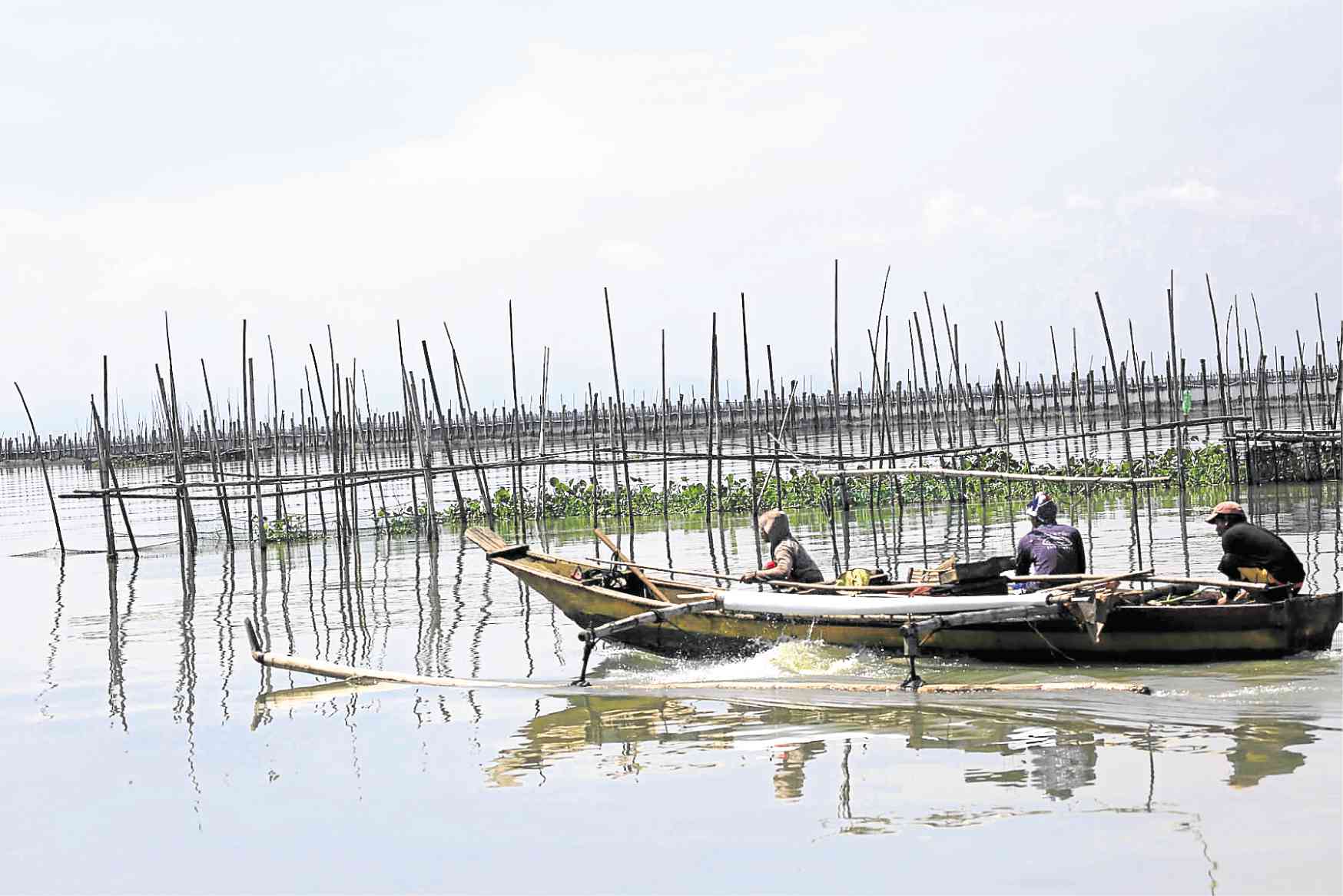LLDA probes Laguna de Bay fish kill