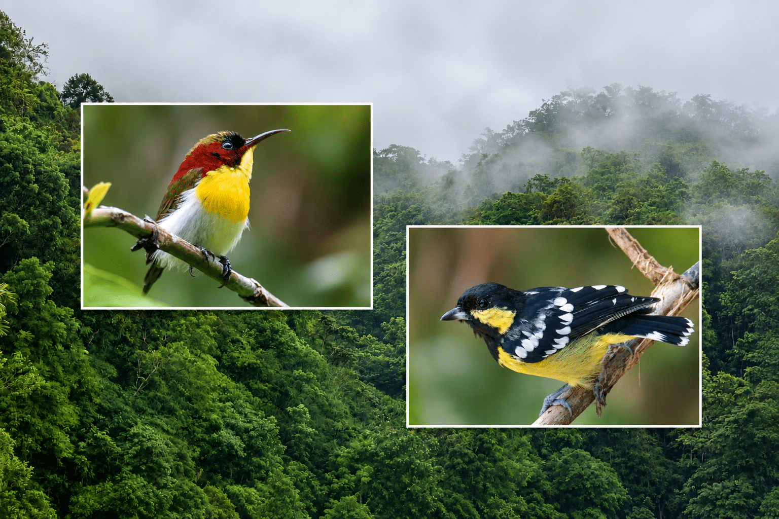 68 bird species documented in Nueva Vizcaya census