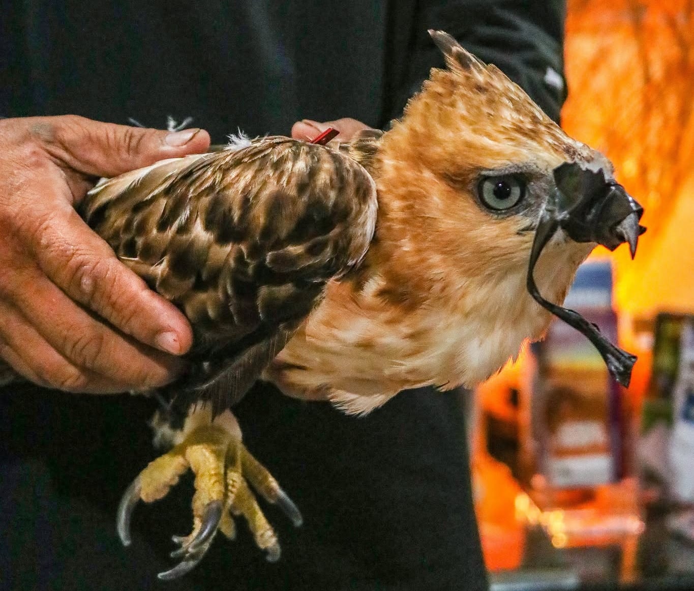 Philippine hawk-eagle turned over in Sanchez Mira, Cagayan