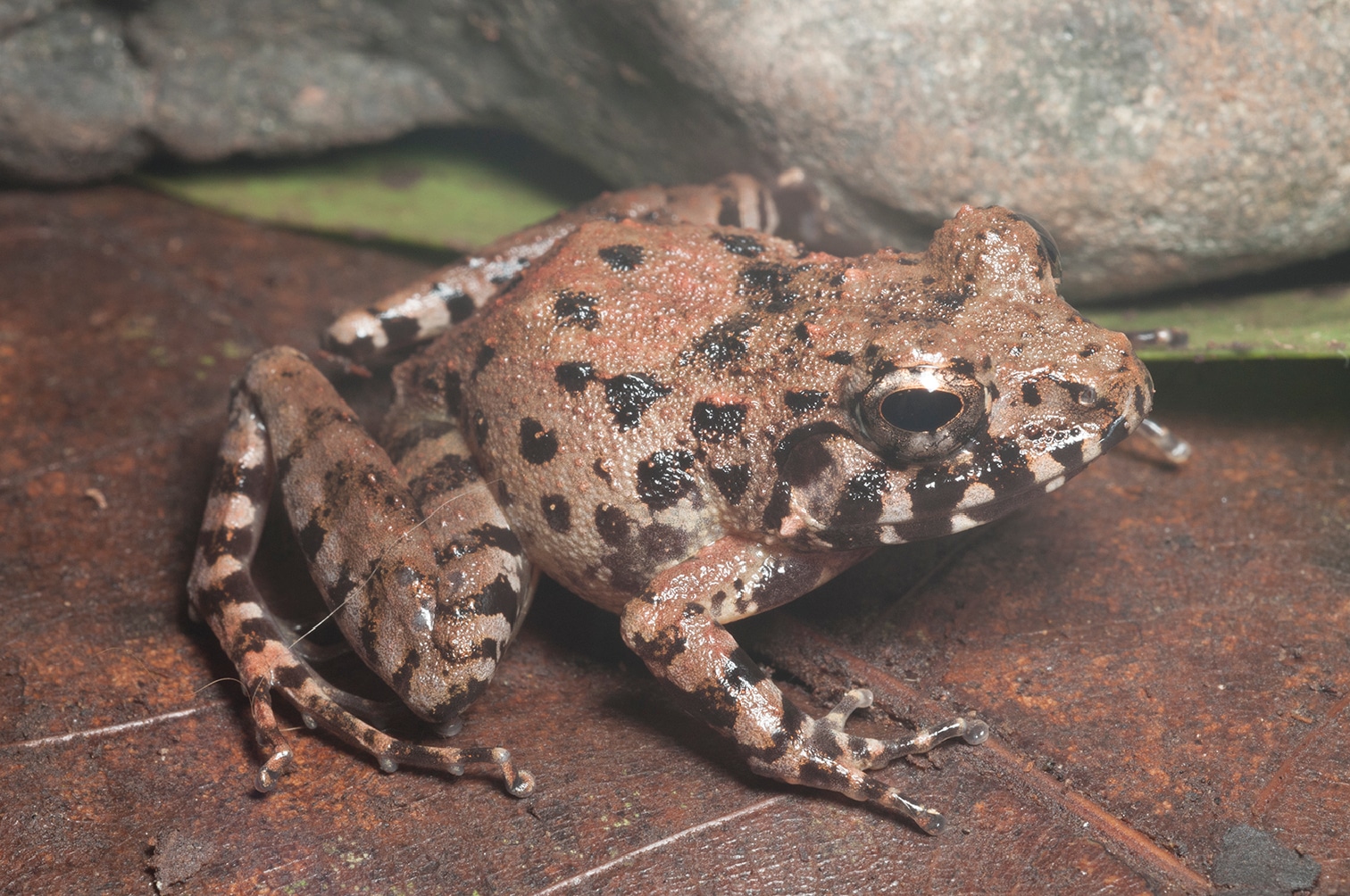 3 new frogs discovered in Mindanao, Visayas after 100 years