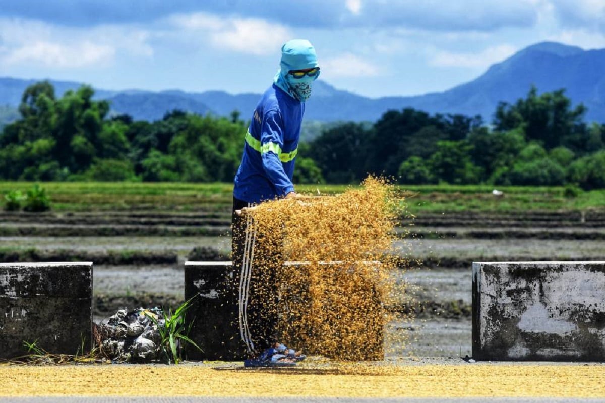 NFA hikes palay buying price to P21