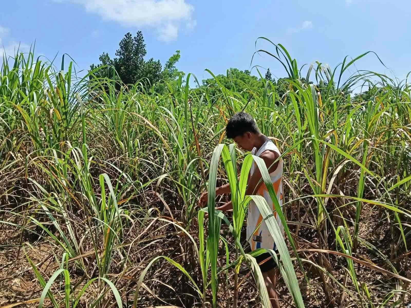Negros sugar farmers get P410.3M in cash aid