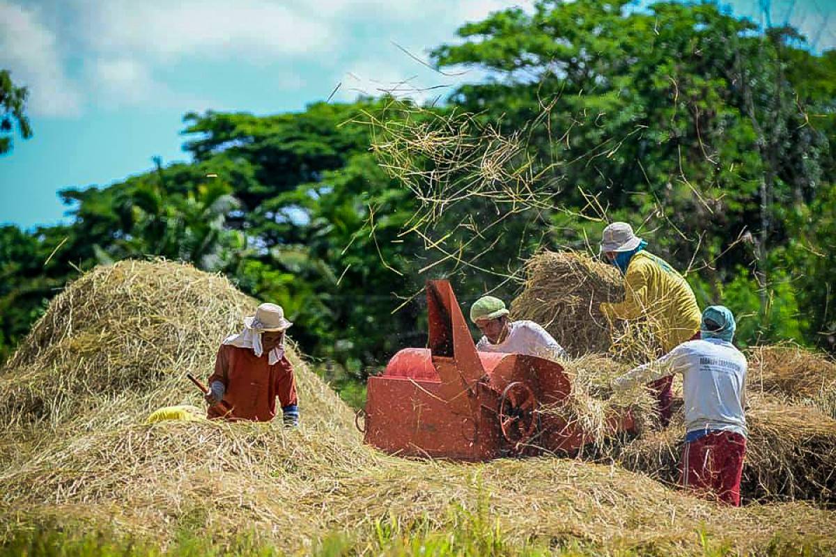 El Niño threatens 10% drop in Q3 rice, corn output