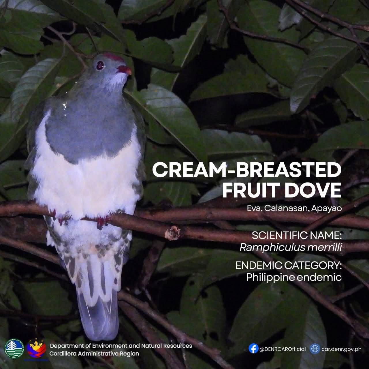 ‘Most unique’ birds documented in Apayao biosphere