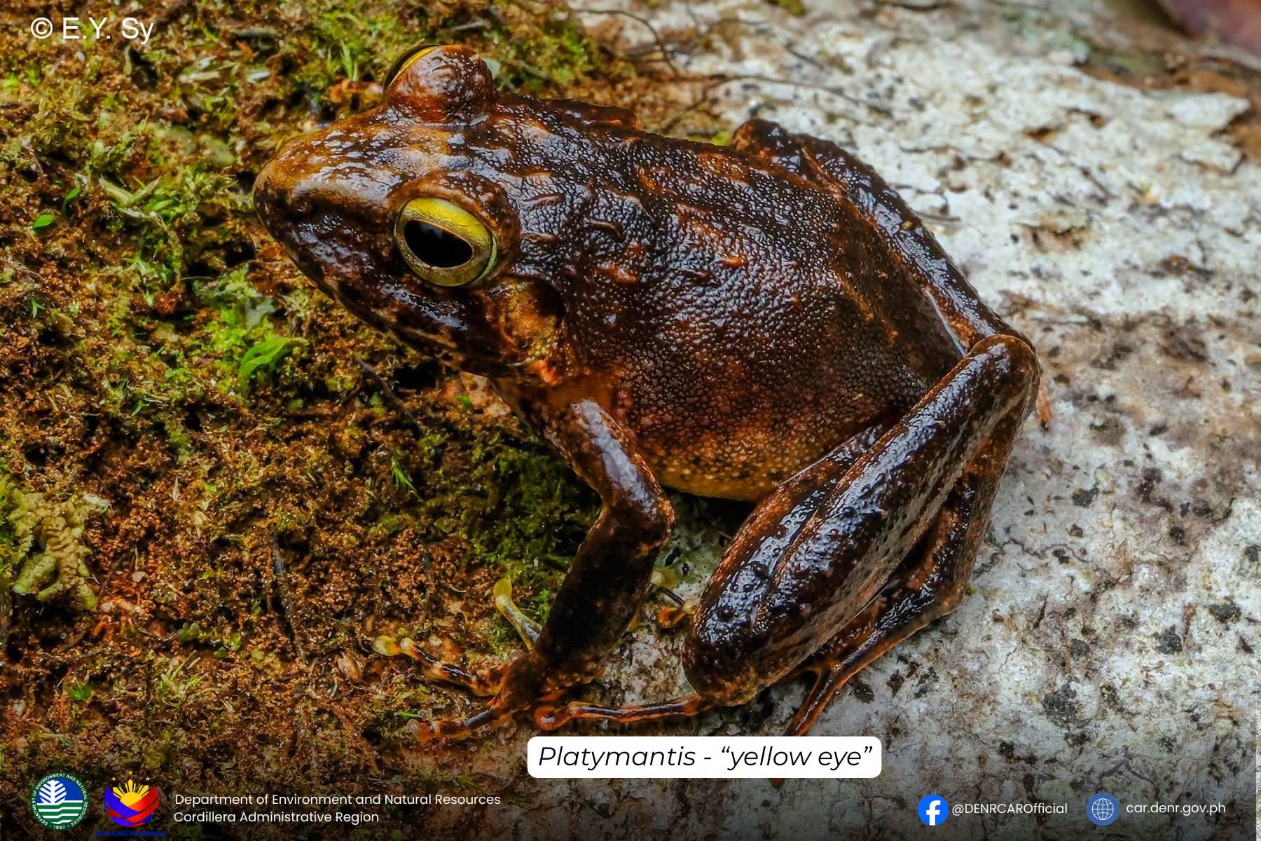 3 possible new species found in Apayao forests