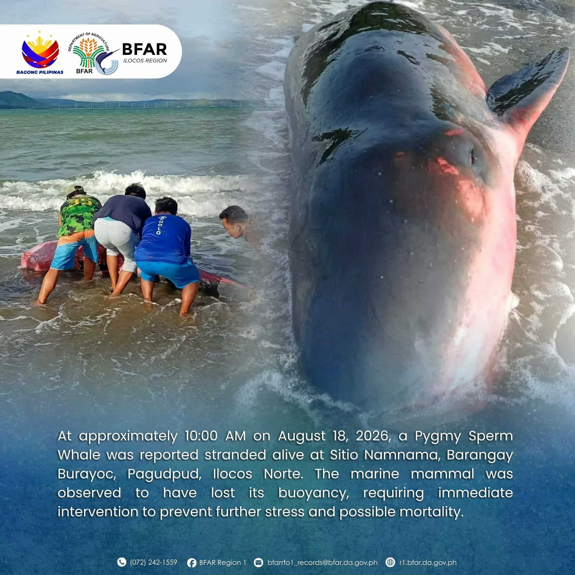 Pygmy sperm whale rescued, released off Pagudpud, Ilocos Norte