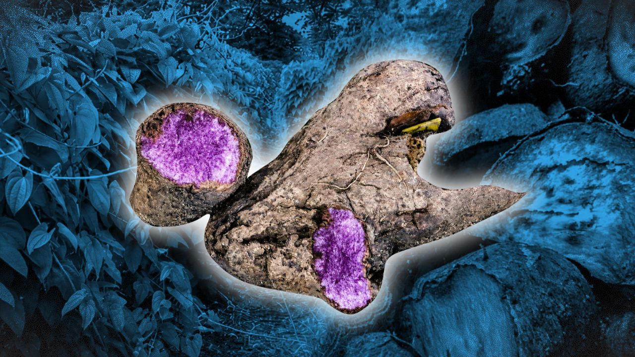 Purple yam, global demand: Inside America’s growing ube craze