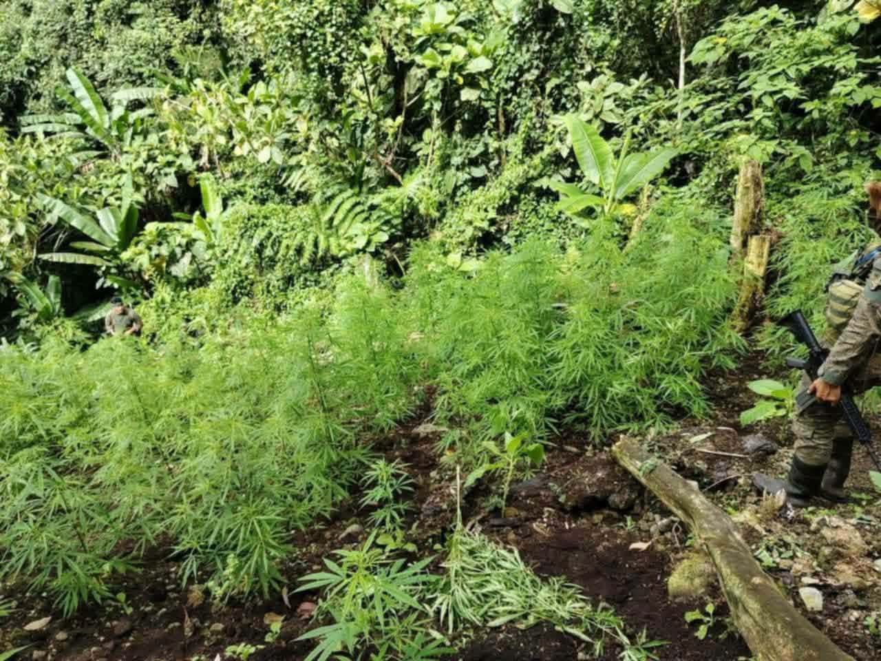 Joint forces uproot P400,000 worth of marijuana in Bukidnon border