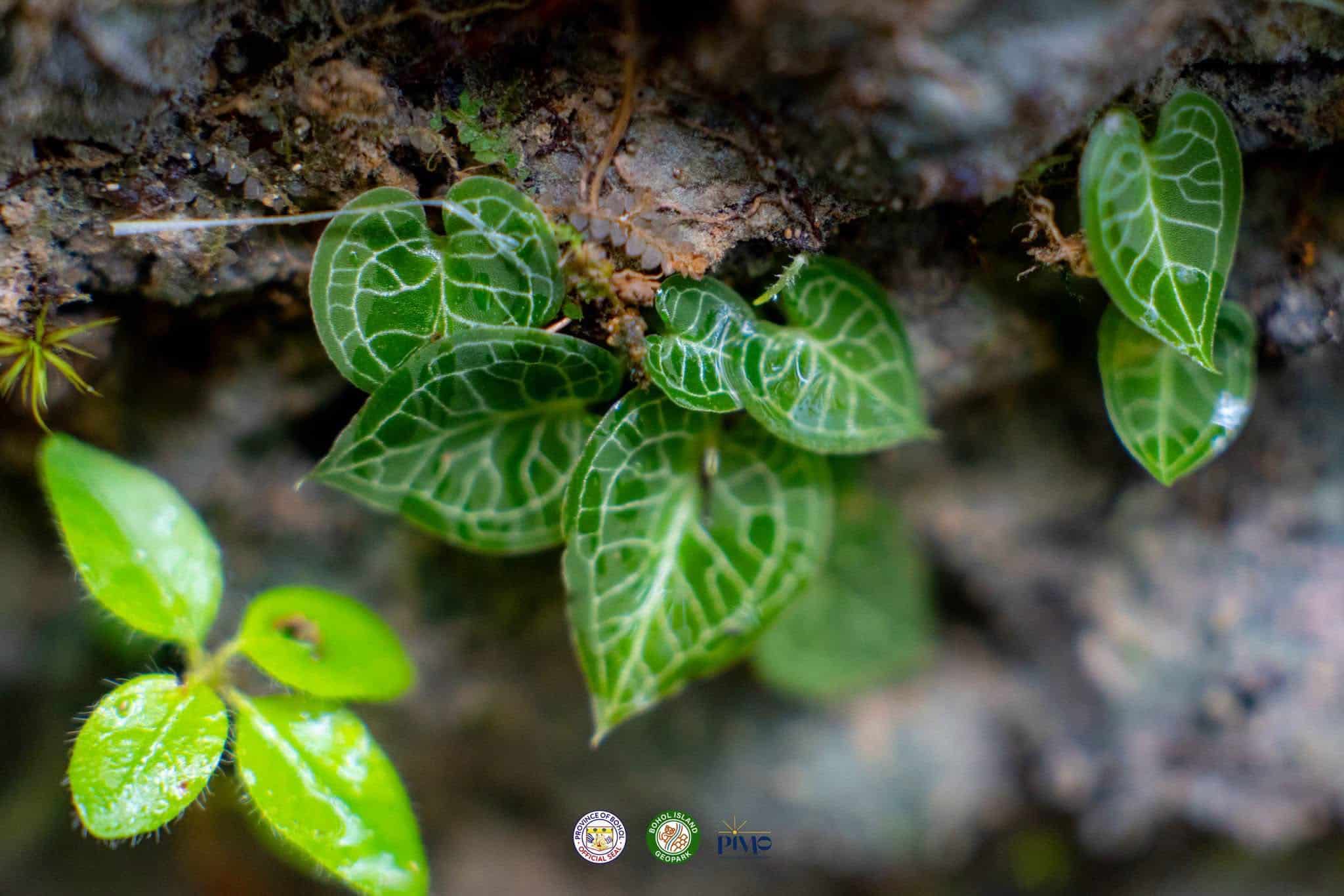 Bohol monitors critically endangered helmet orchid in forest reserve
