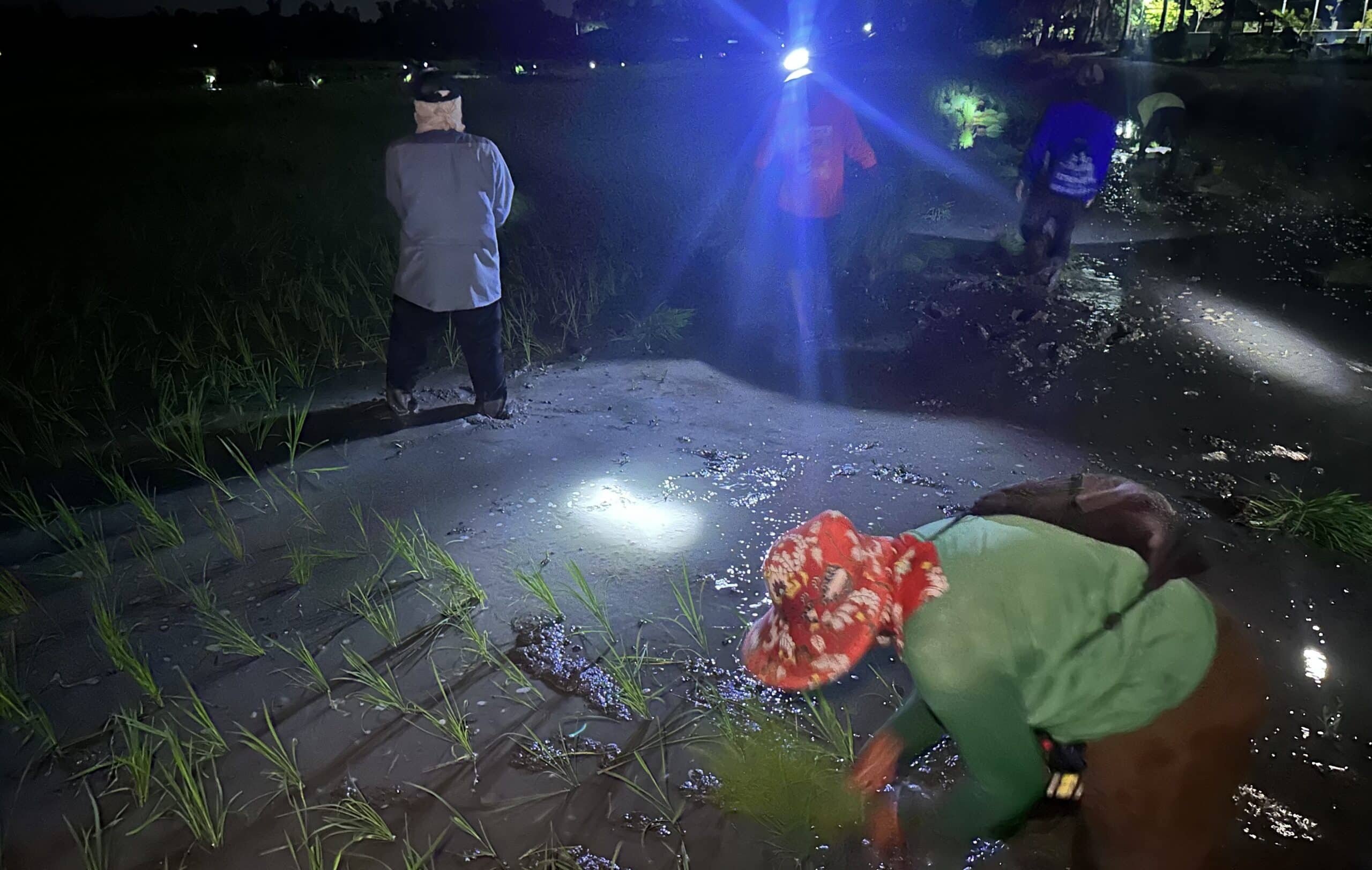 As heat worsens, Isabela farmers shift work to midnight