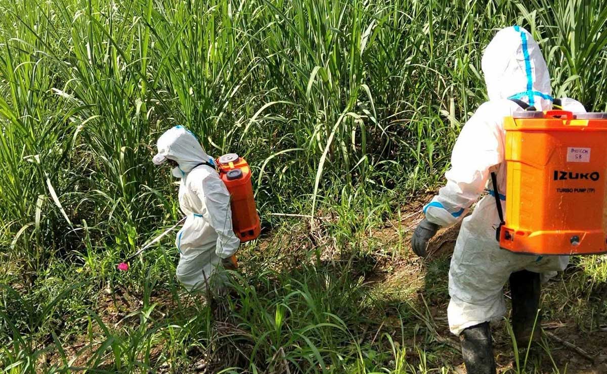 Biocontrol agents working vs sugarcane pest in Bukidnon