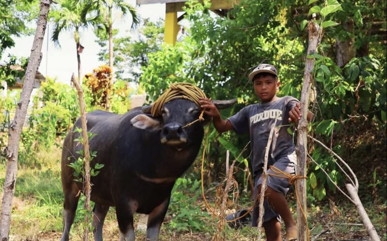 Student brings pet carabao in Brigada Eskwela cleanup in Cagayan