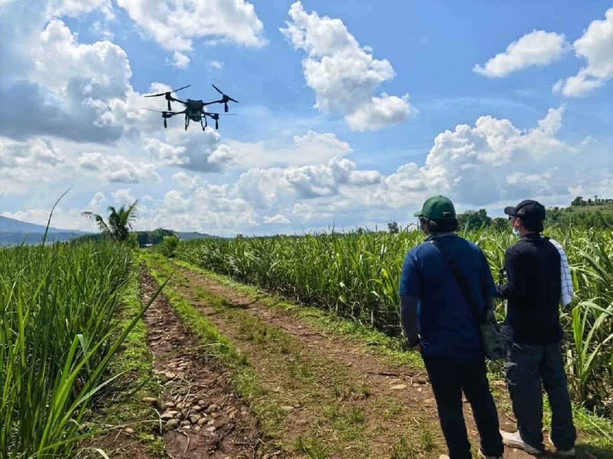 Pest ravages sugarcane farms in the Visayas