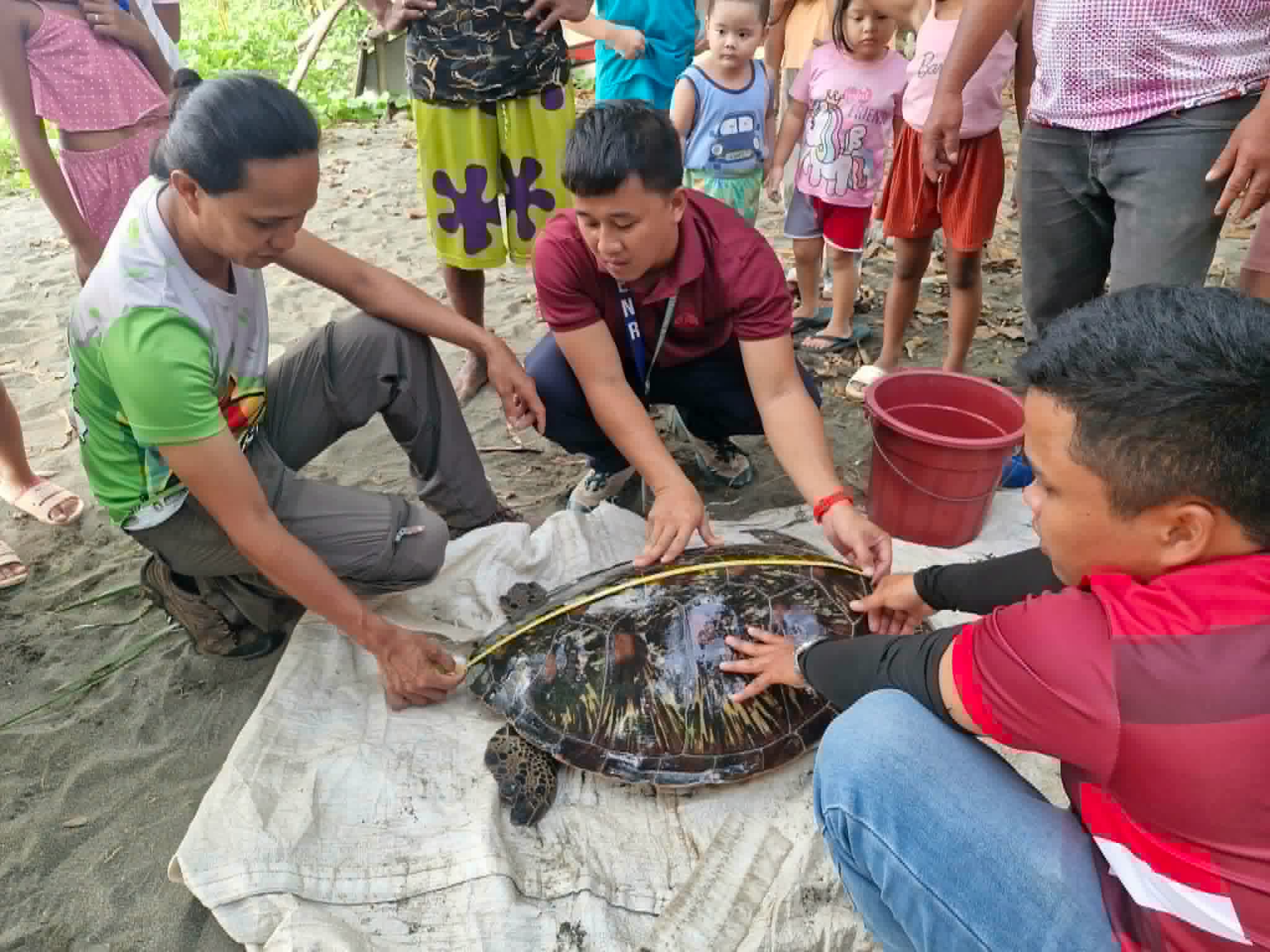 Green sea turtle rescued in Zamboanga del Norte