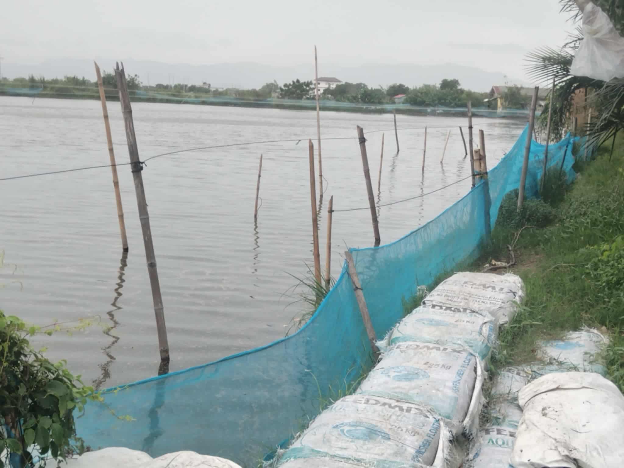 Pangasinan fish farms operators grapple with heat, fuel costs