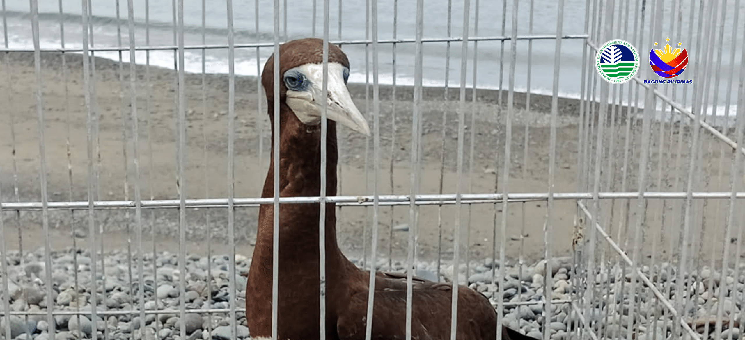 Endangered seabird spotted in Aurora, released into wild