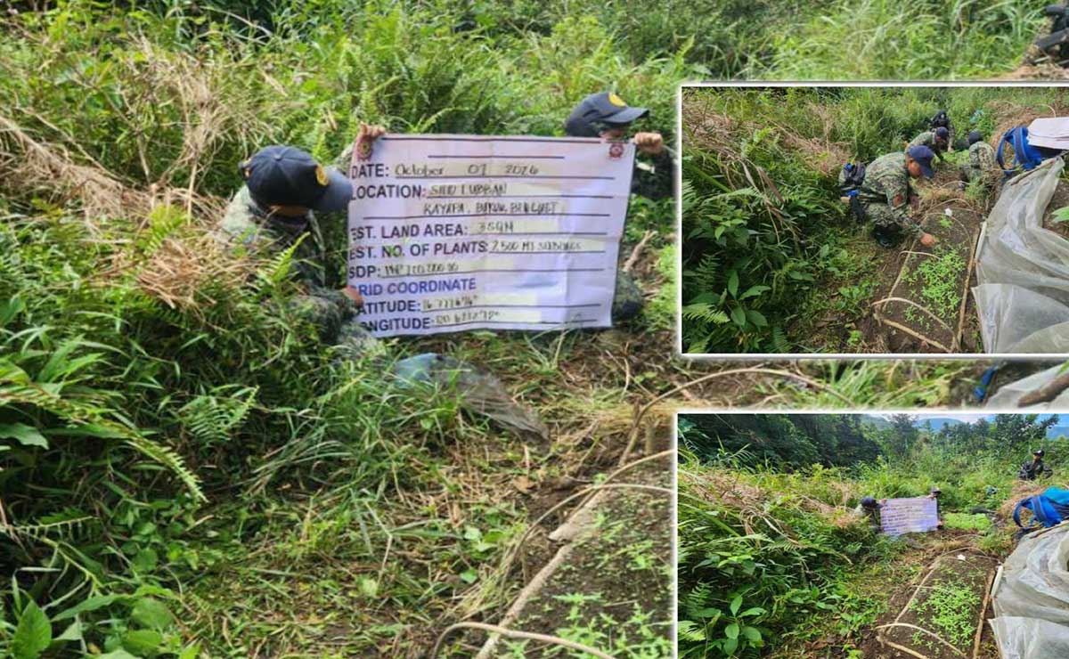 P100,000 worth of marijuana seedlings uprooted in Benguet