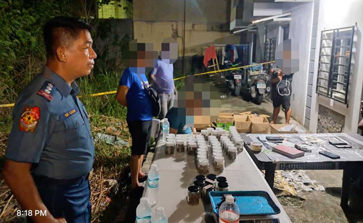 18-year-old allegedly yields P4.9M worth of marijuana in Pangasinan 