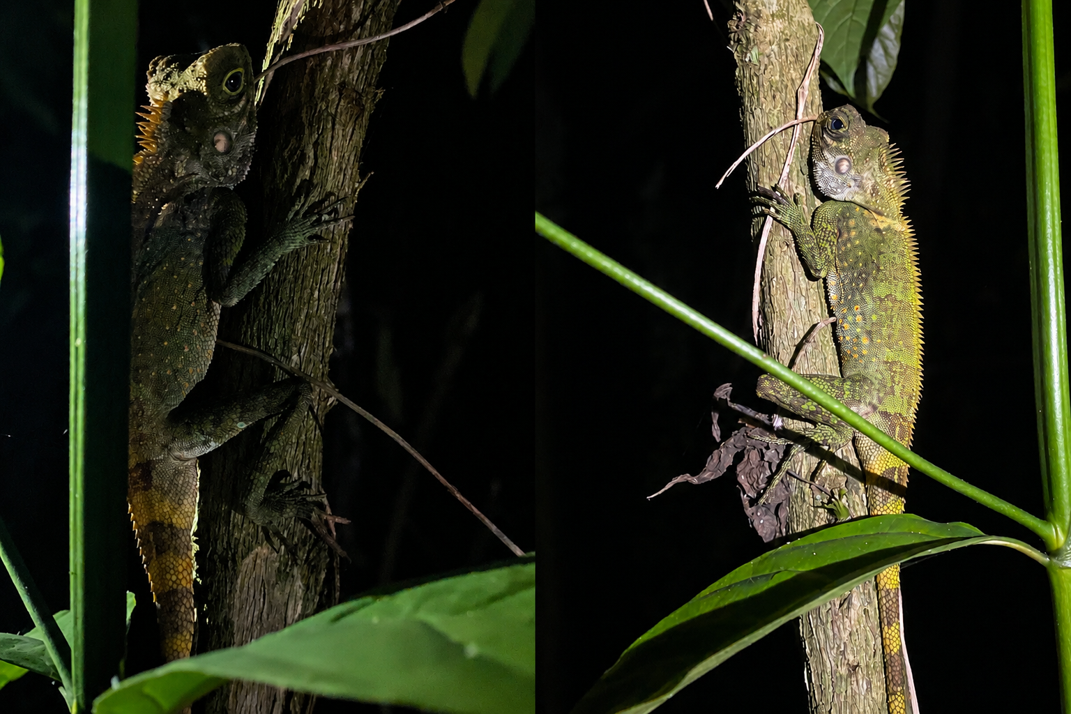 Forest Dragon spotted in Kalamansig, Sultan Kudarat