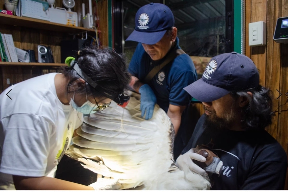 Eagle with pellet wounds rescued in Cotabato