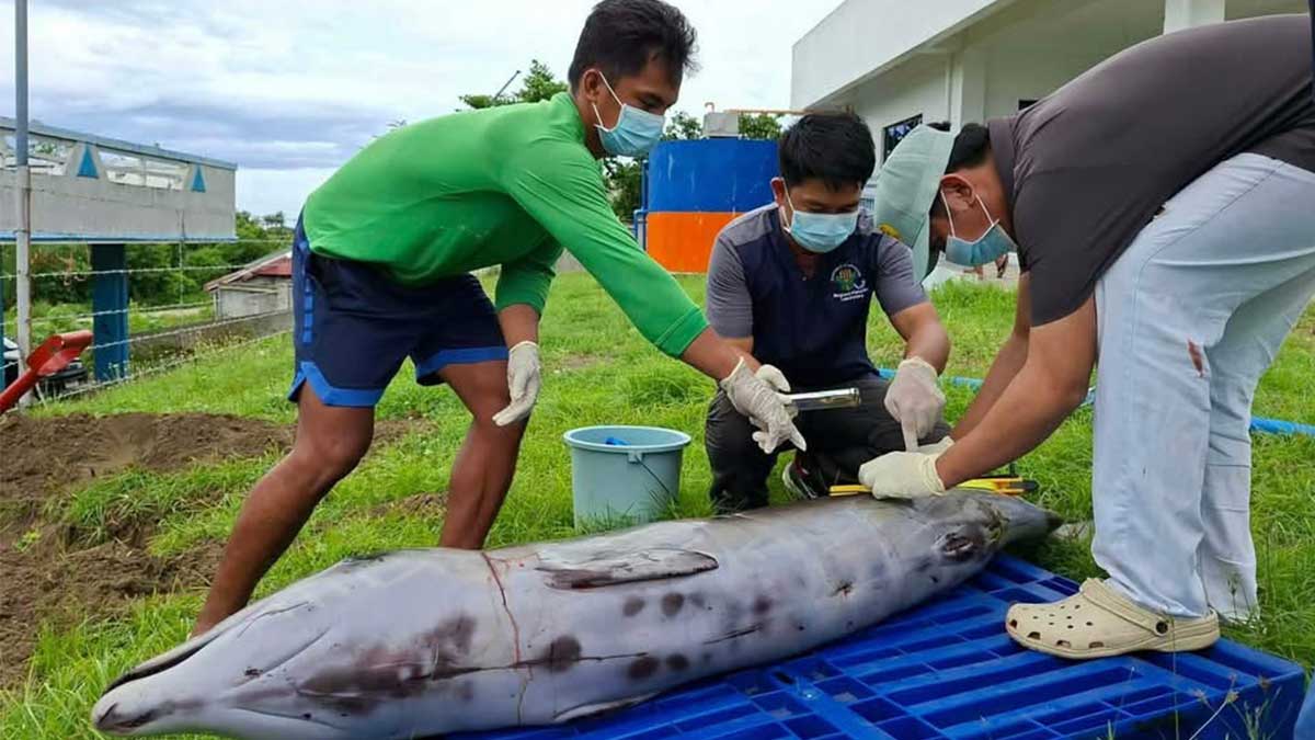 Cuvier’s beaked whale found dead in Cagayan