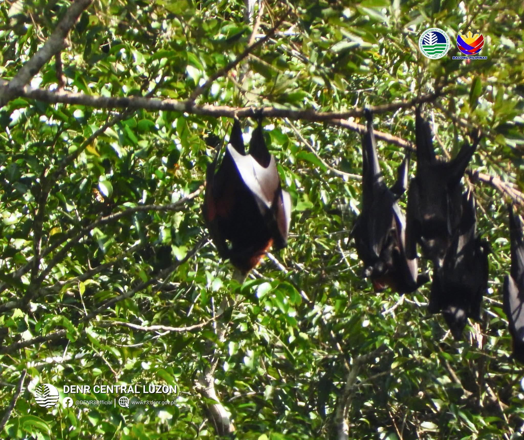 DENR records big colony of endangered fruit bats in Aurora forests
