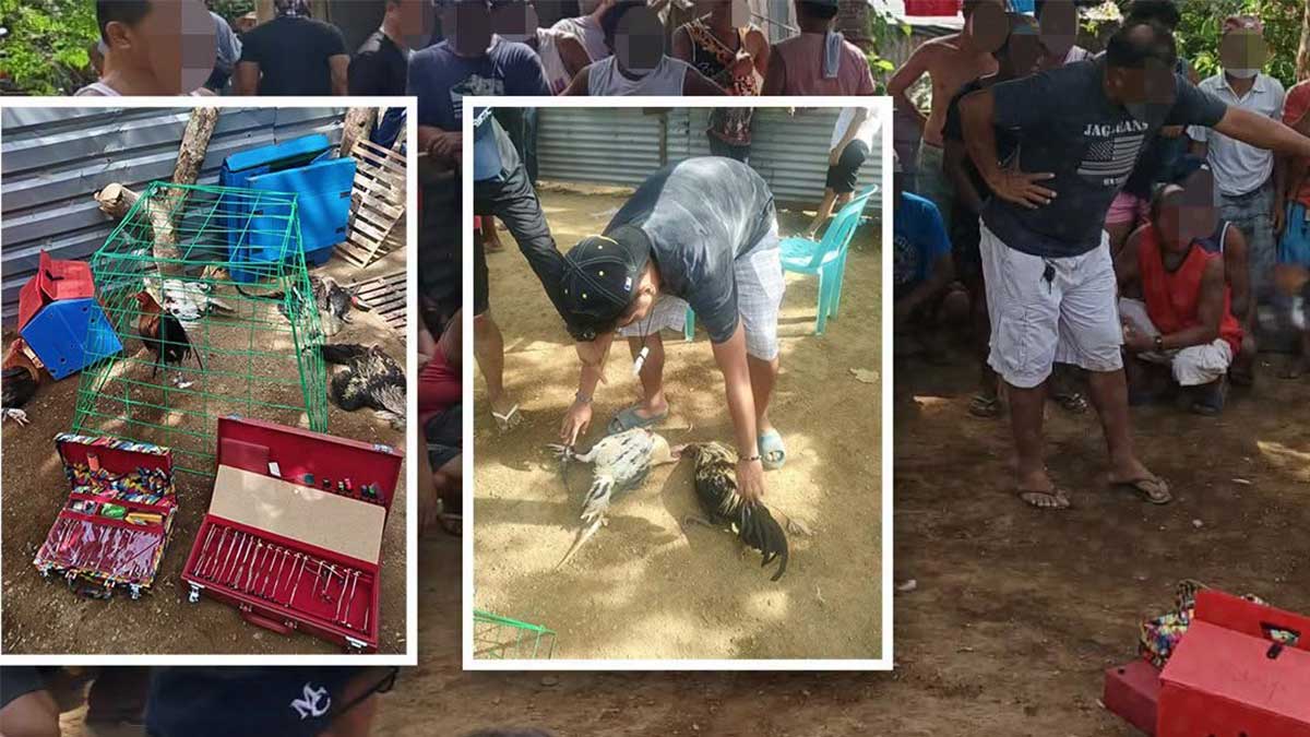 2 village execs, 49 others nabbed for illegal cockfight in Cagayan