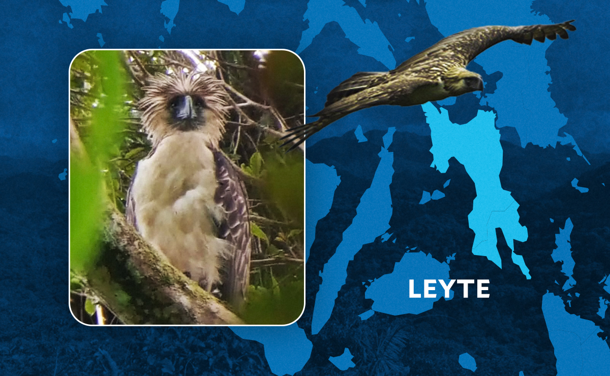 Study maps 10,000 hectares for Philippine eagles in Leyte