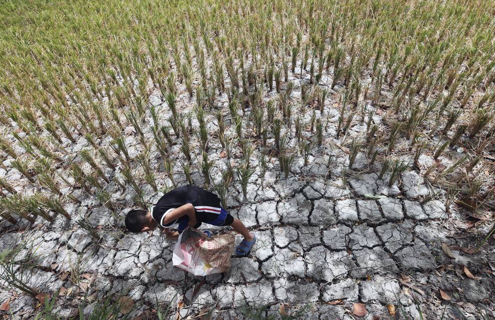 Rice output decline reflects policy, market and climate failures