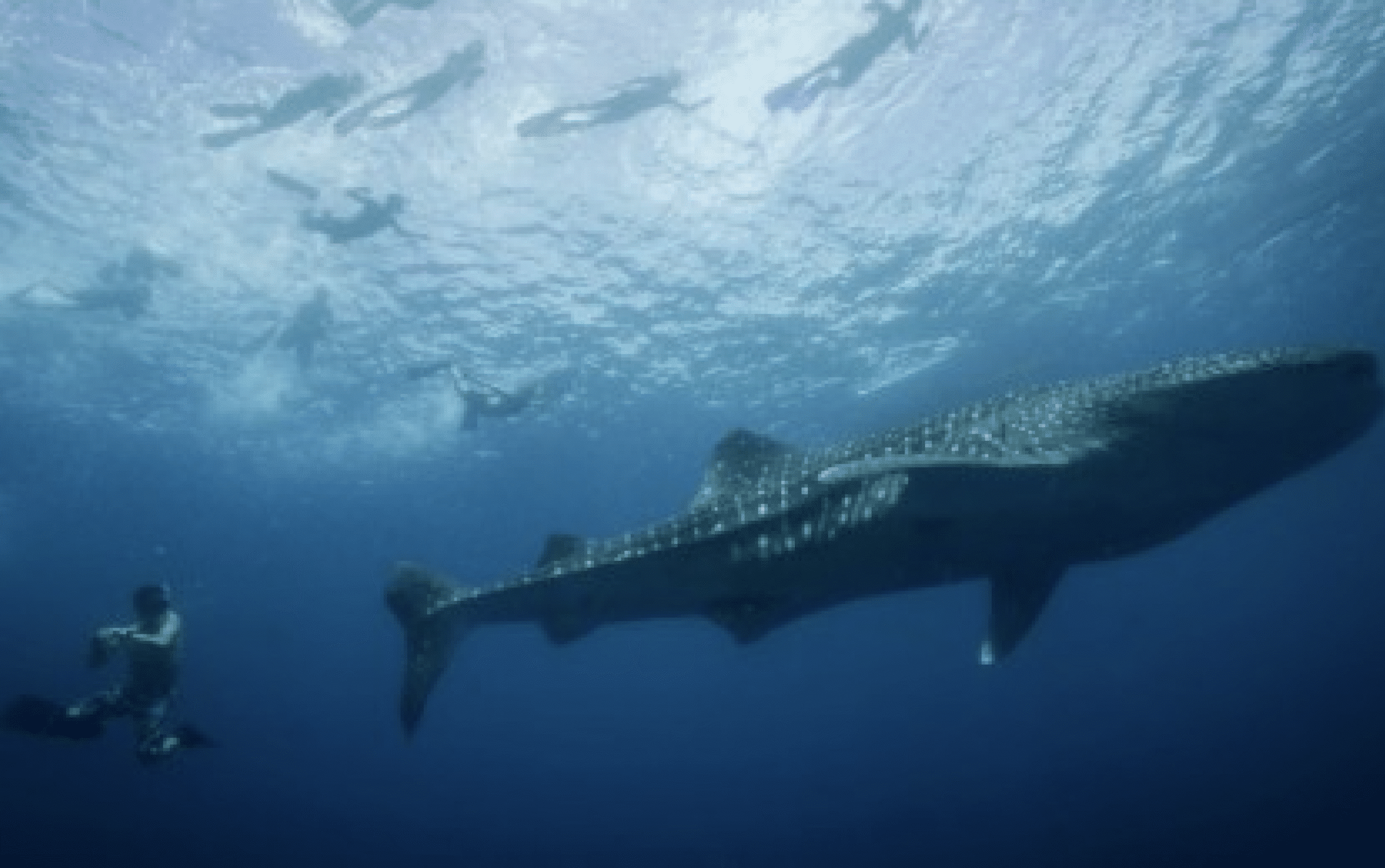 Southern Leyte’s whale shark interaction draws almost 10K guests
