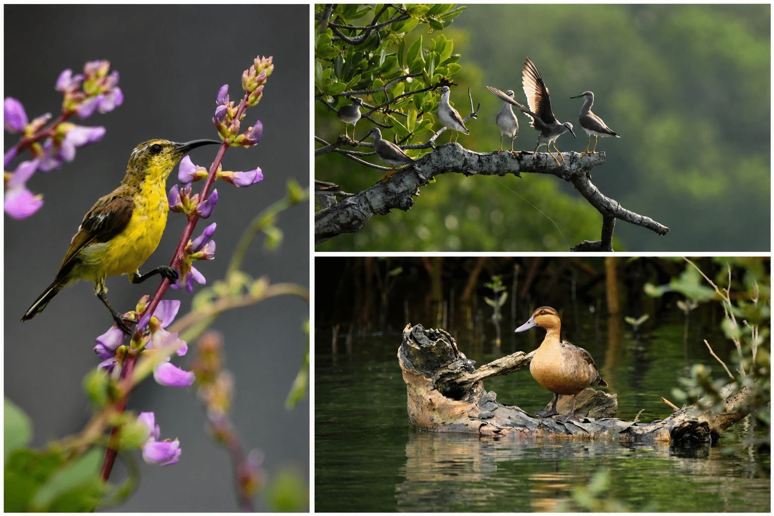 Philippine duck, golden-crowned flying fox spotted in Masbate