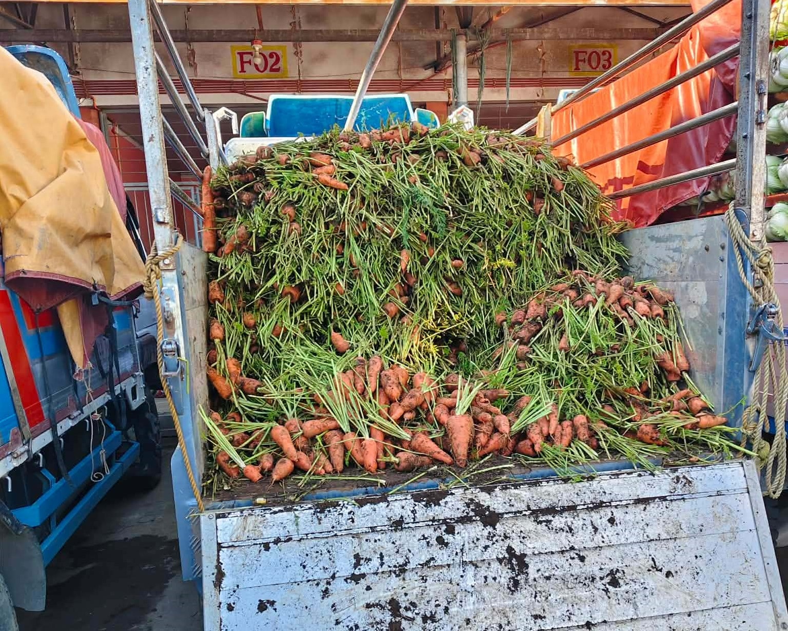 Benguet farmers reel from carrot imports