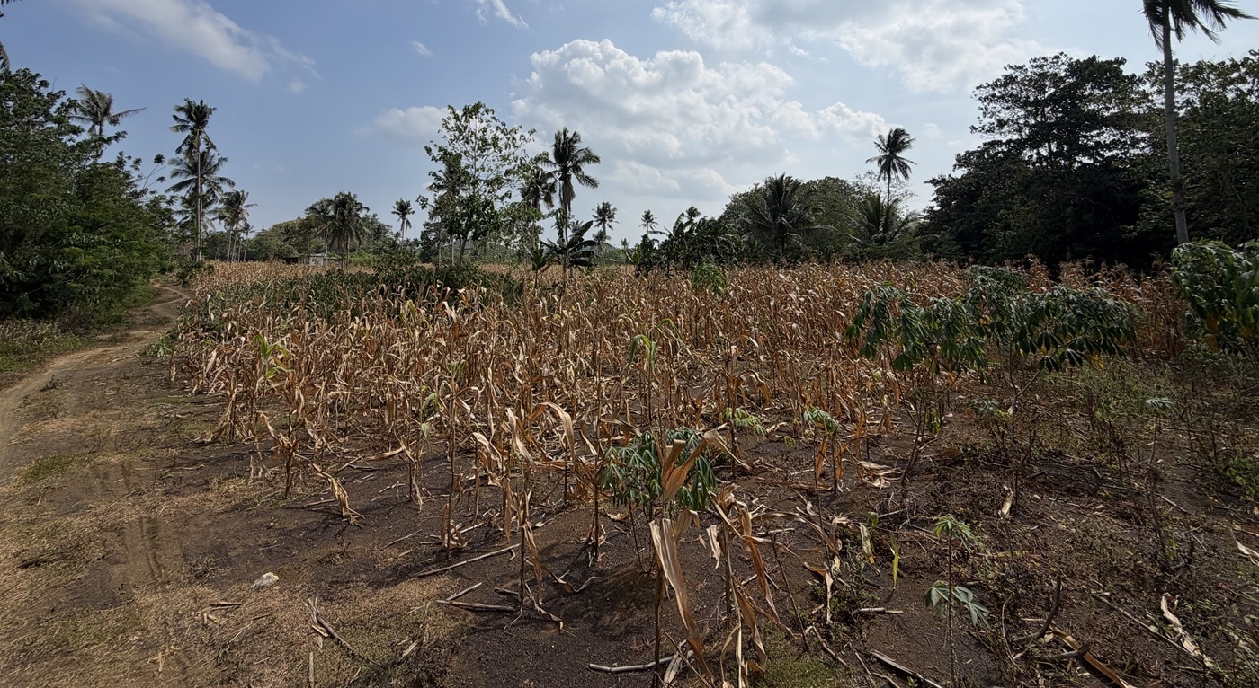 Bohol fast-tracks P5-M cloud-seeding plan amid dry spell
